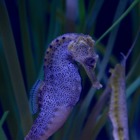 En simmande sjöhäst