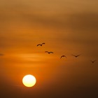 Sol