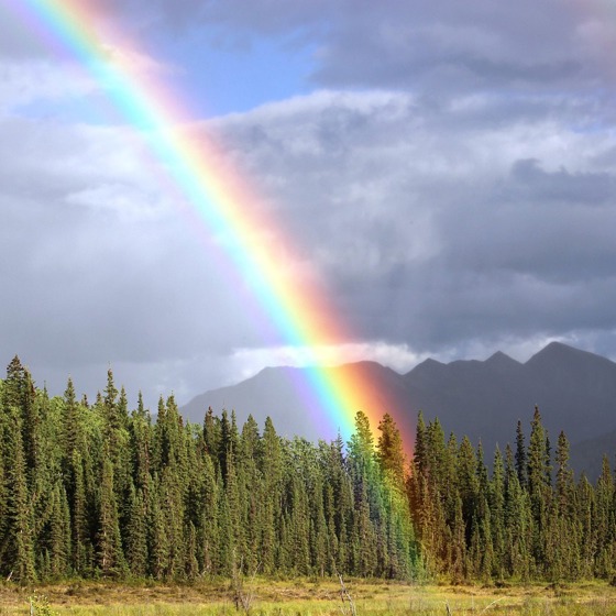 Regnbåge