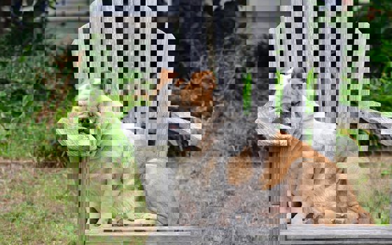 Trött hund som sover