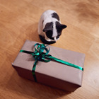 Katten och en julklapp.
