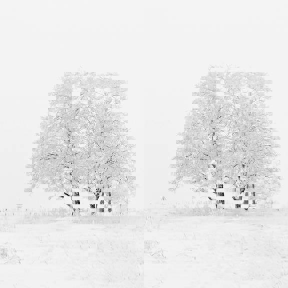 Snölandskap. Träd och snö.