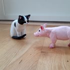 Katten och grisen träffas.