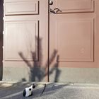 Katten framför en dörr.