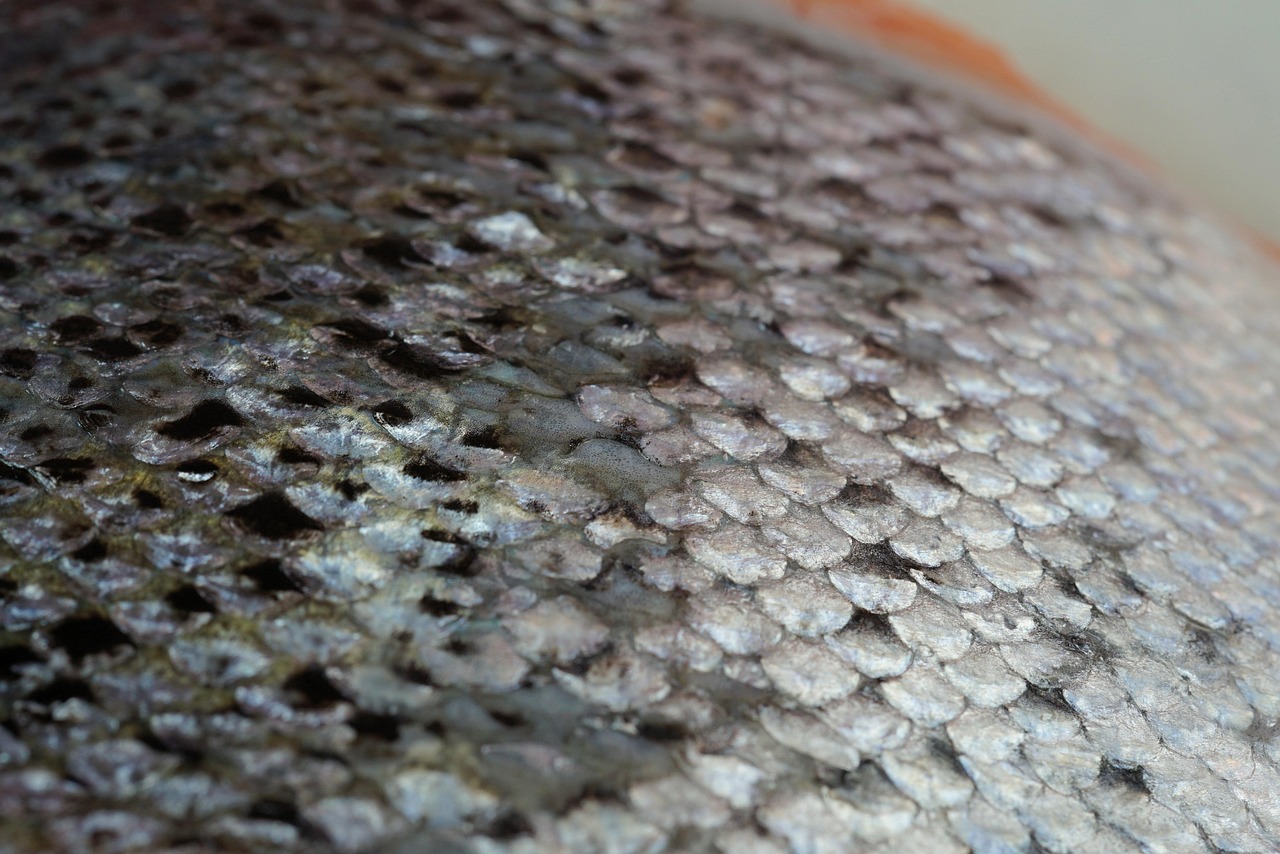 Fiskfjäll__category_14021_image