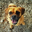 Glad hund som tittar rakt in i kameran. 