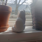 Fjällräven tittar ut genom ett fönster.