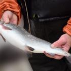 En människa som håller i en fisk som hen har fiskat upp.