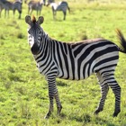 Zebra__category_3102_image