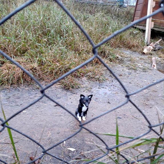 Hunden sitter i en hundgård.