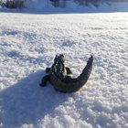 Krokodilen ute i snön.