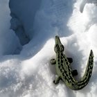 Krokodilen i snö.