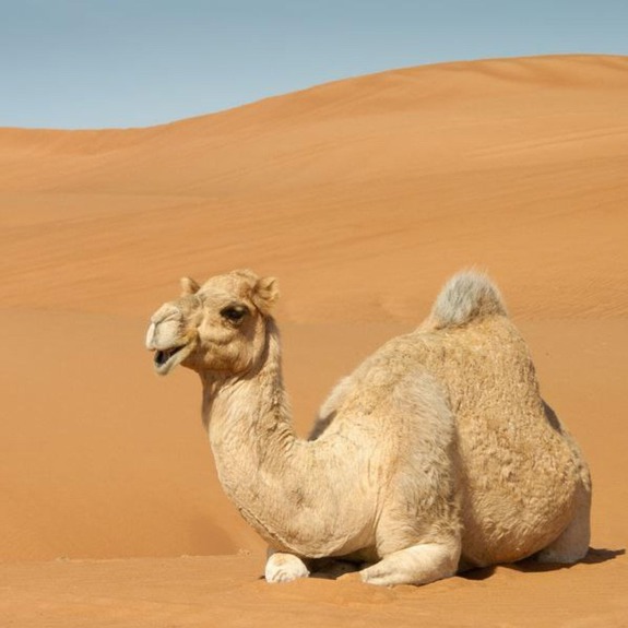 En kamel som ligger ner i öknen.