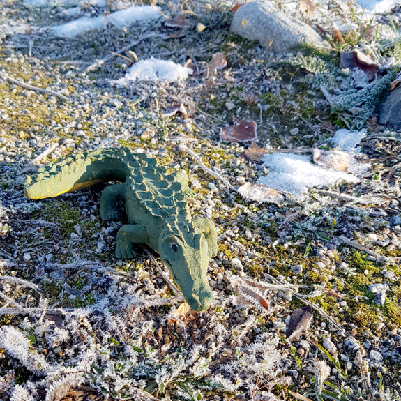 Närbild på krokodilen i en stencirkel.